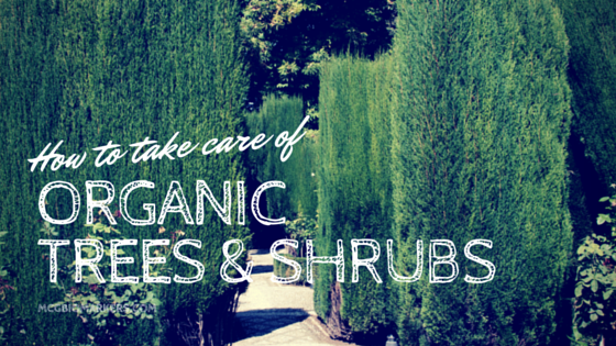 How to take care of organic trees and shrubs