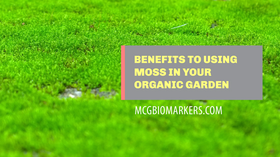 benefits-to-using-moss-in-your-organic-garden