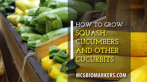 How-to-Grow-Squash-Cucumbers-and-Other-Cucurbits-1