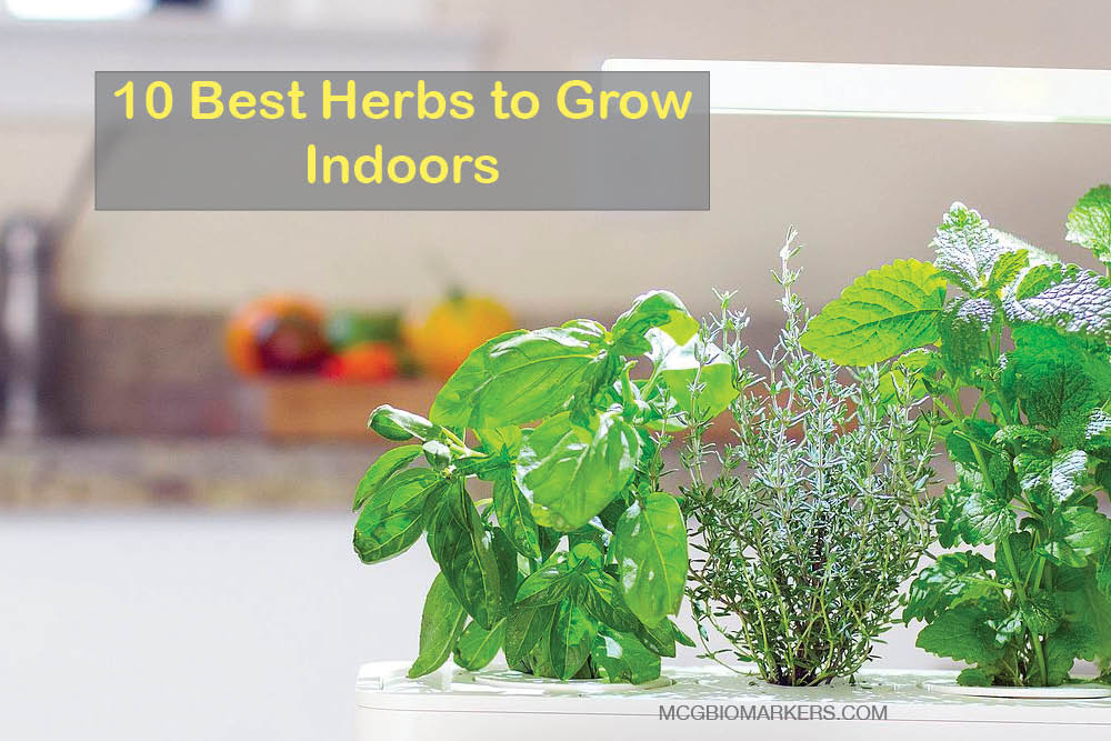 10-best-herbs-to-grow-indoors