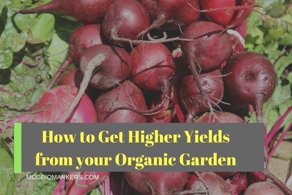 how-to-get-higher-yields-from-your-organic-garden