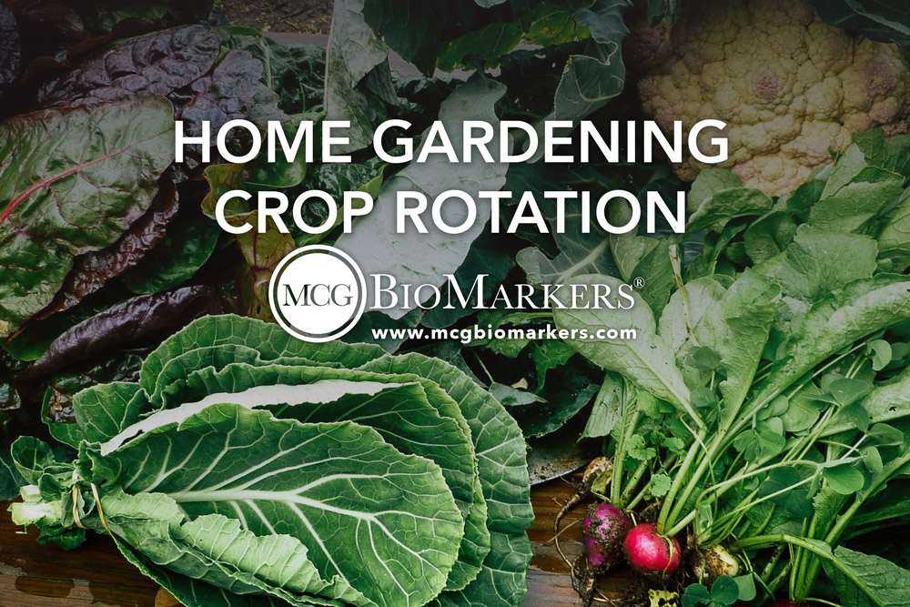 home-gardening-crop-rotation-1