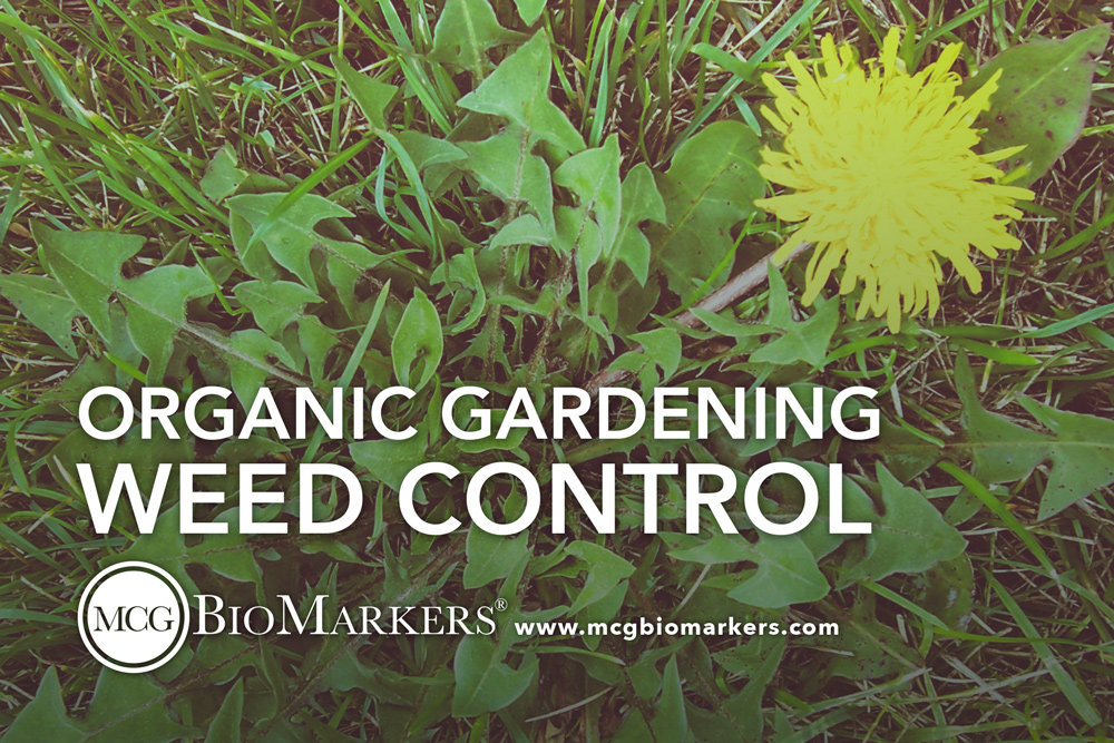 organic-gardening-weed-control-1.jpg