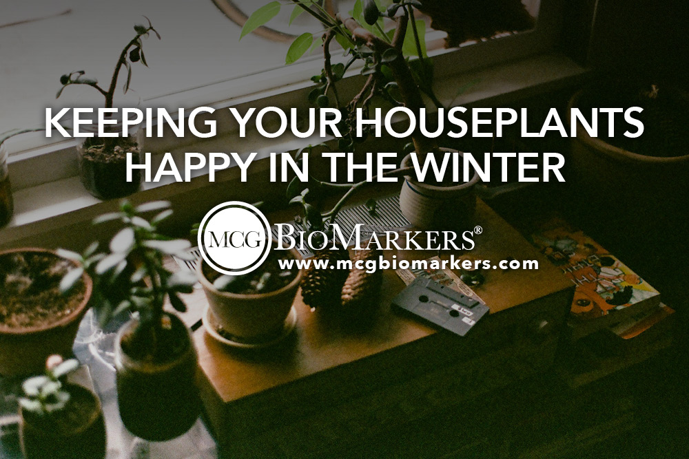 Keeping Your Houseplants Happy in the Winter 1