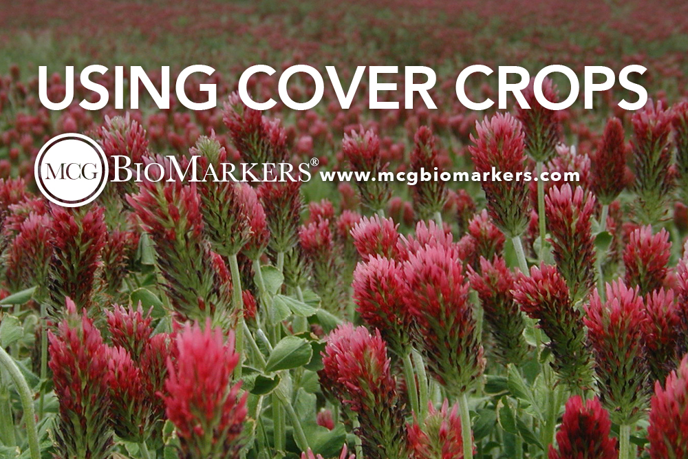 using cover crops 1.jpg