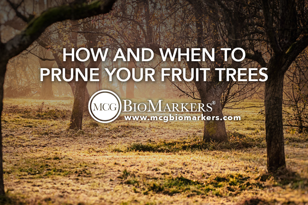 How and When to Prune Your Fruit Trees
