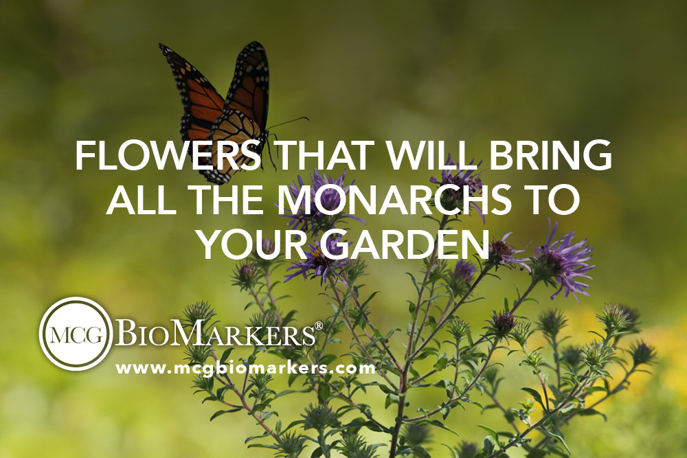 Flowers that Will Bring all the Monarchs to Your Garden 1