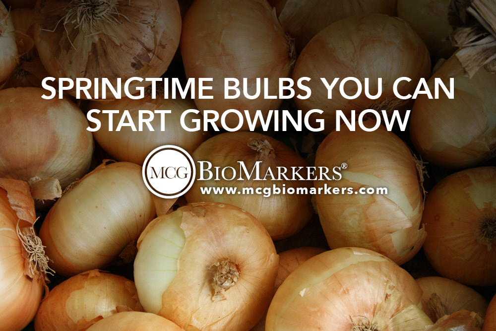 Springtime Bulbs You Can Start Growing Now