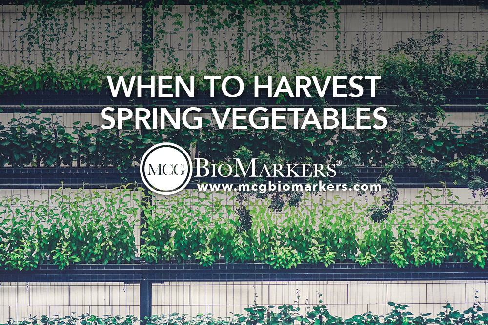 When to Harvest Spring Vegetables 1